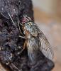 Phaonia valida